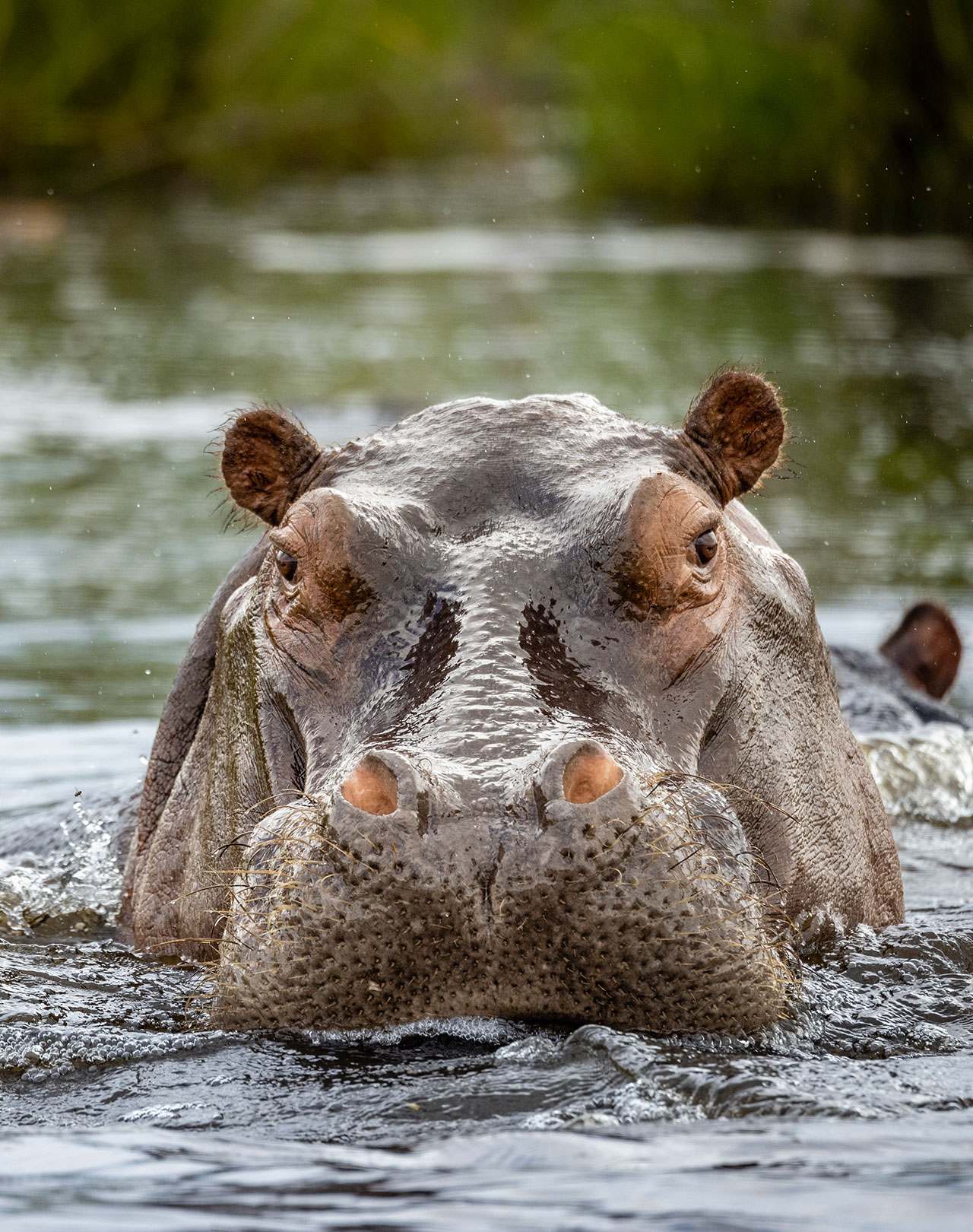 African Hippo